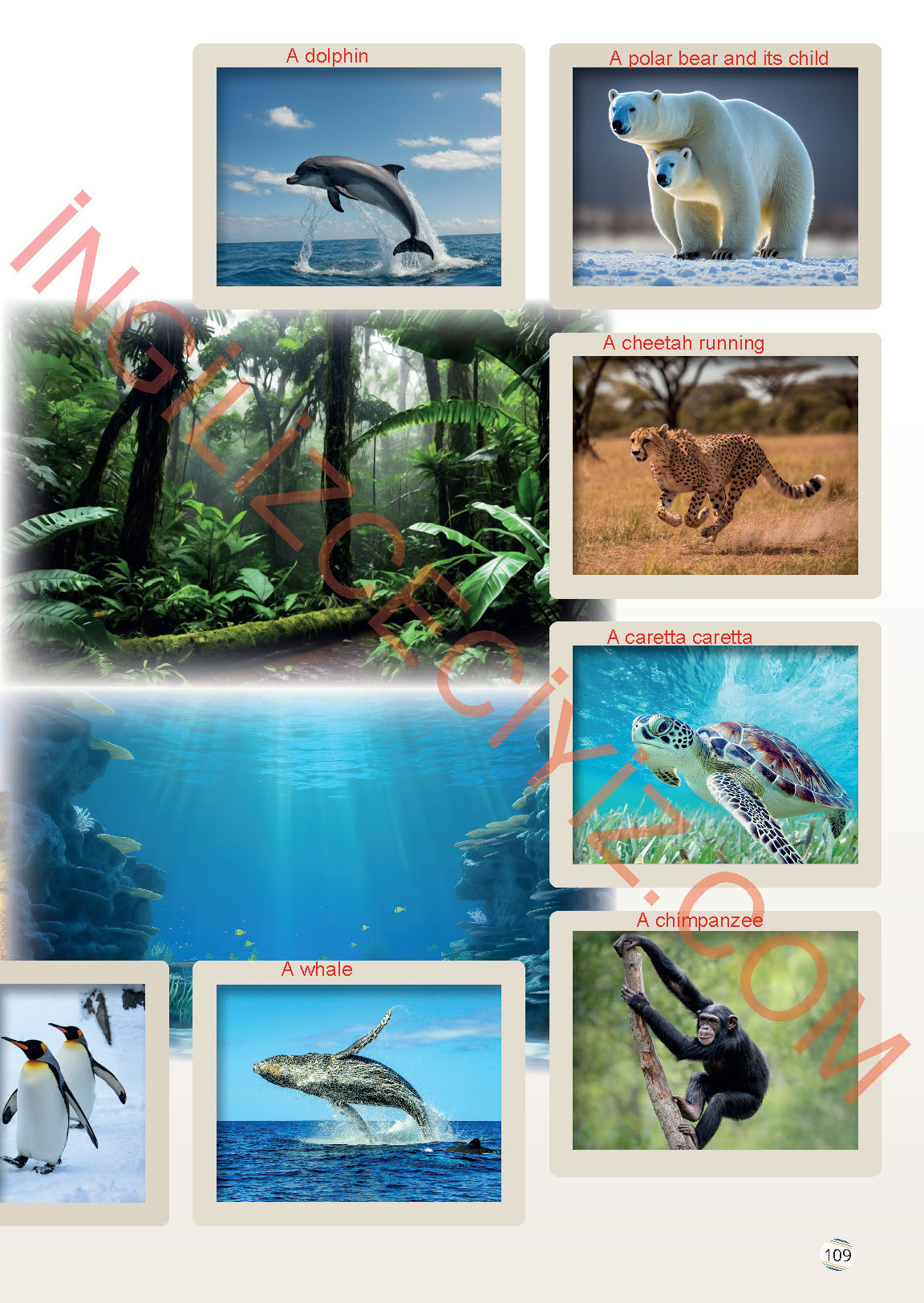 9. Sınıf Meb Yayınları İngilizce Ders Kitabı Sayfa 109 Cevapları