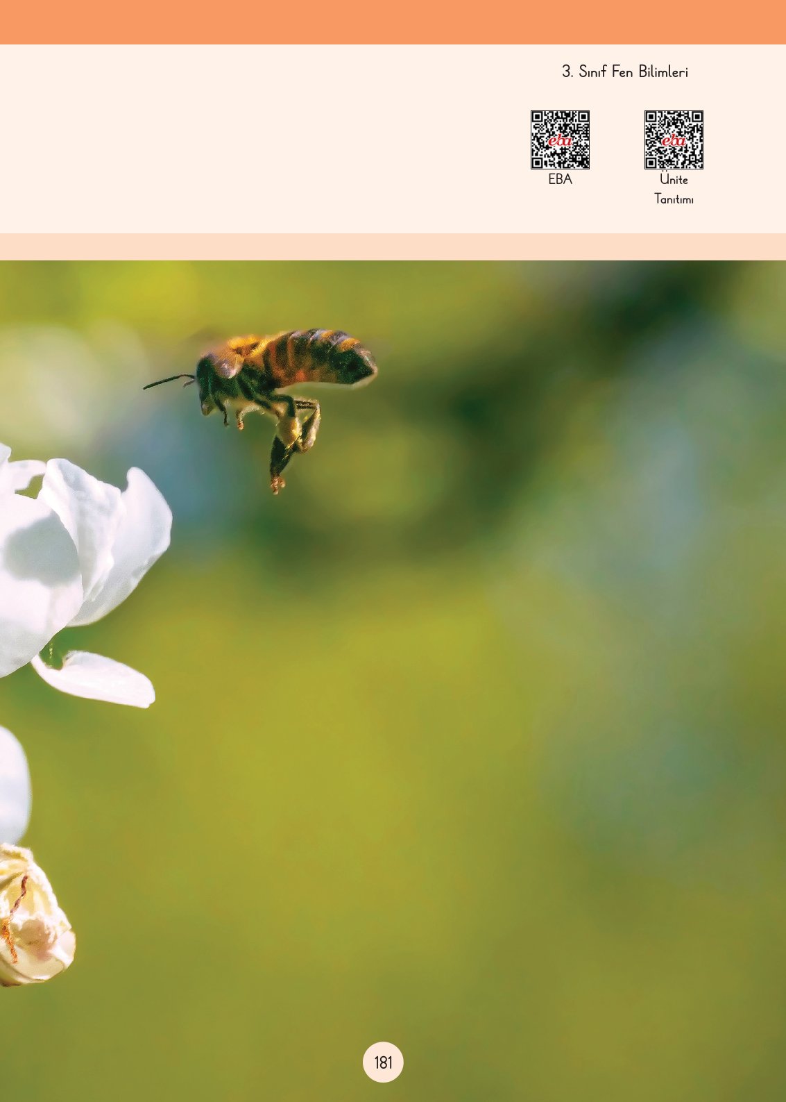 3. Sınıf Fen Bilimleri Ders Kitabı Cem Yayınları Sayfa 181 Cevapları