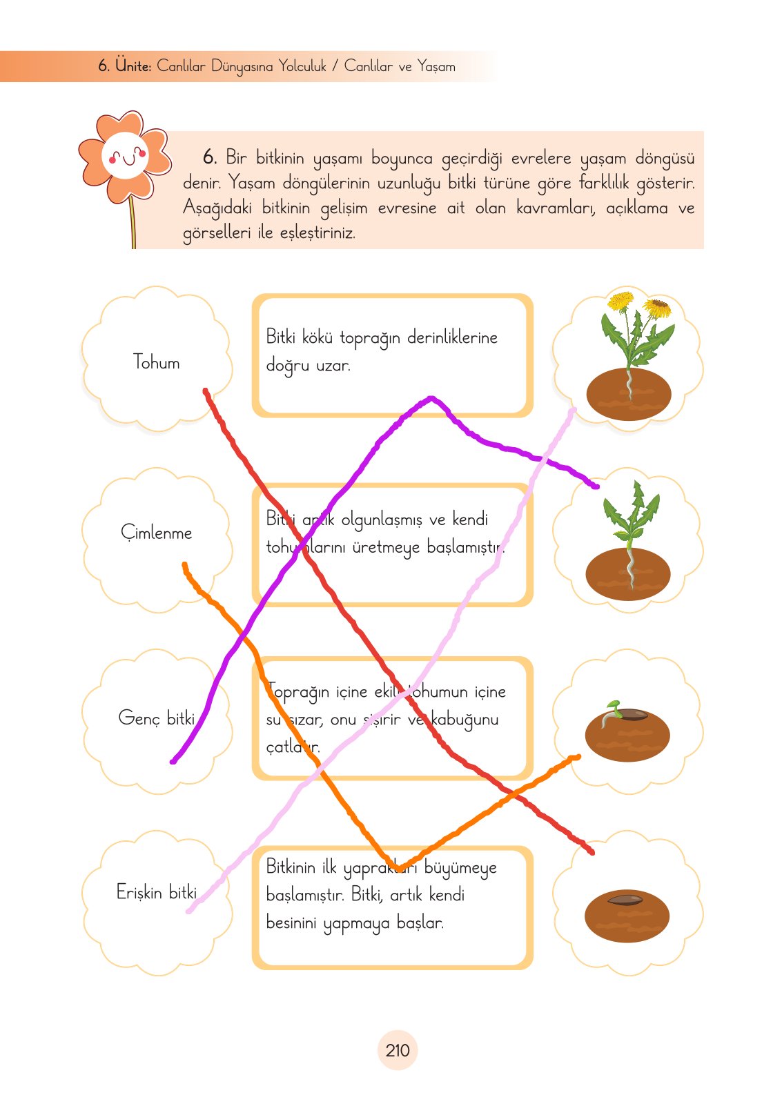 3. Sınıf Fen Bilimleri Ders Kitabı Cem Yayınları Sayfa 210 Cevapları
