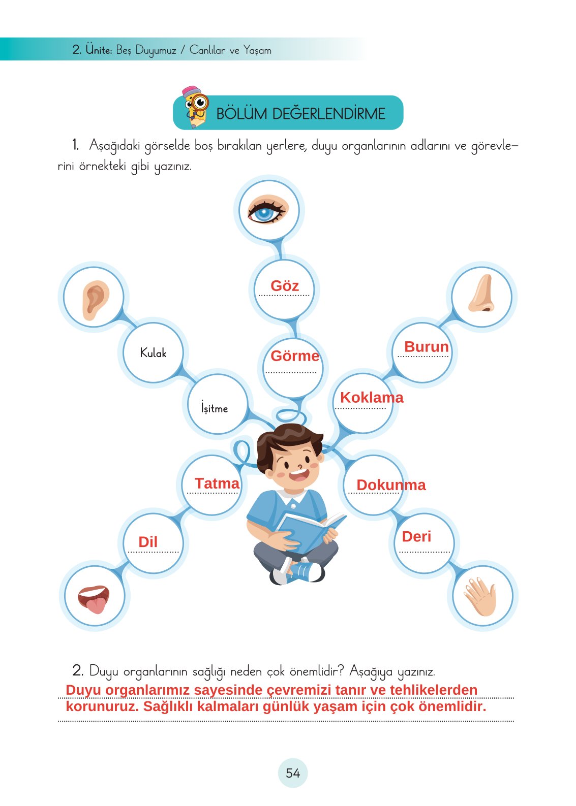 3. Sınıf Fen Bilimleri Ders Kitabı Cem Yayınları Sayfa 54 Cevapları