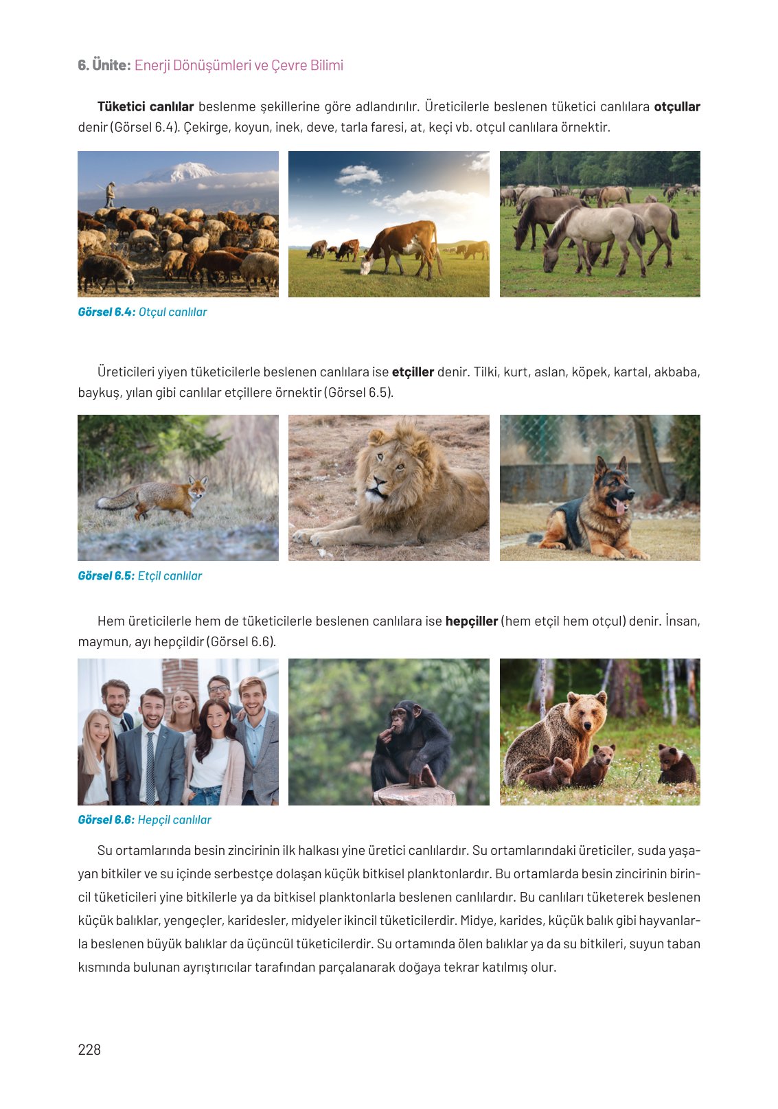 8. Sınıf Fen Bilimleri Ders Kitabı Hecce Yayınları Sayfa 228 Cevapları