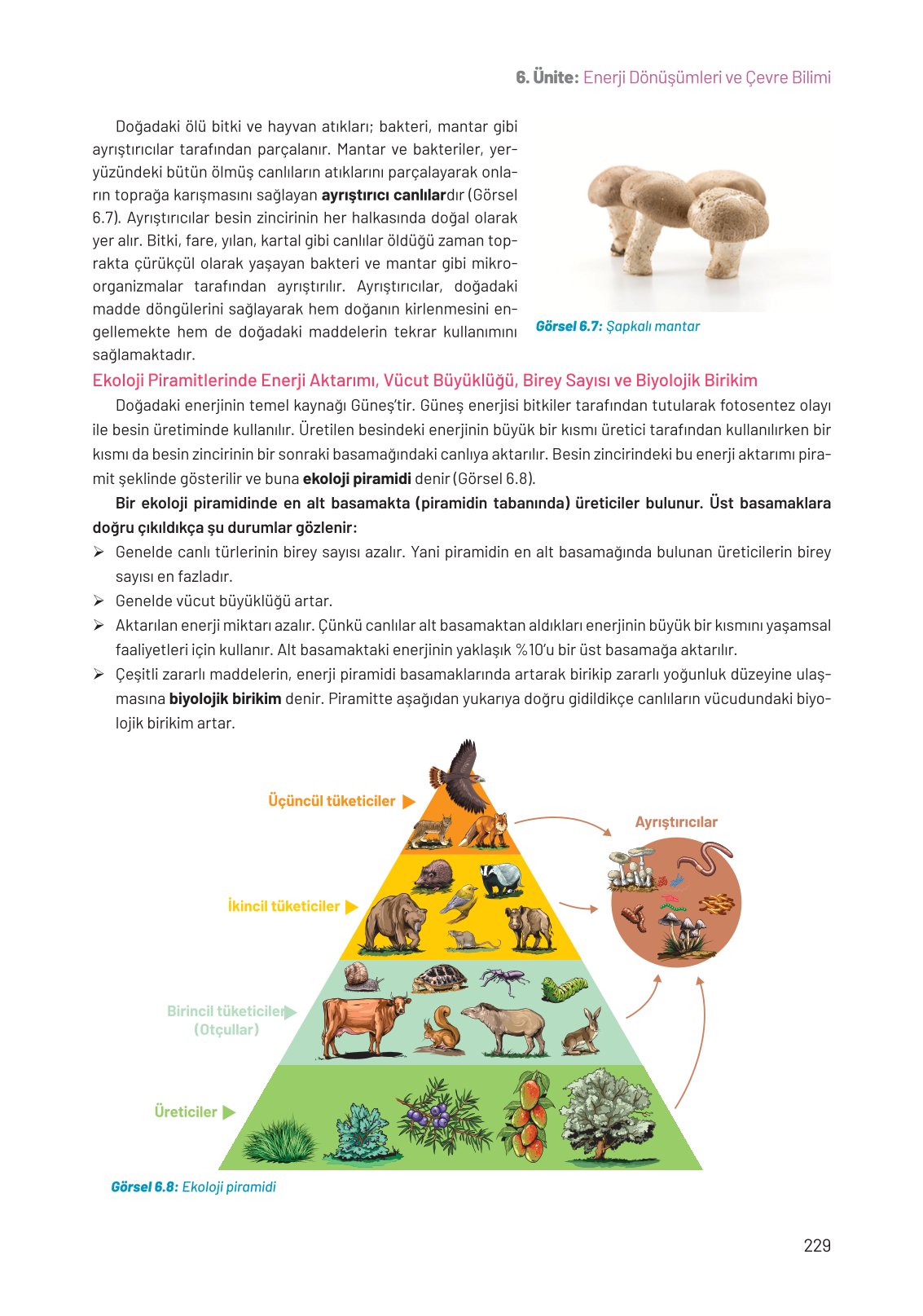 8. Sınıf Fen Bilimleri Ders Kitabı Hecce Yayınları Sayfa 229 Cevapları