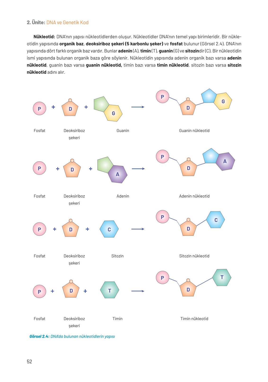 8. Sınıf Fen Bilimleri Ders Kitabı Hecce Yayınları Sayfa 52 Cevapları
