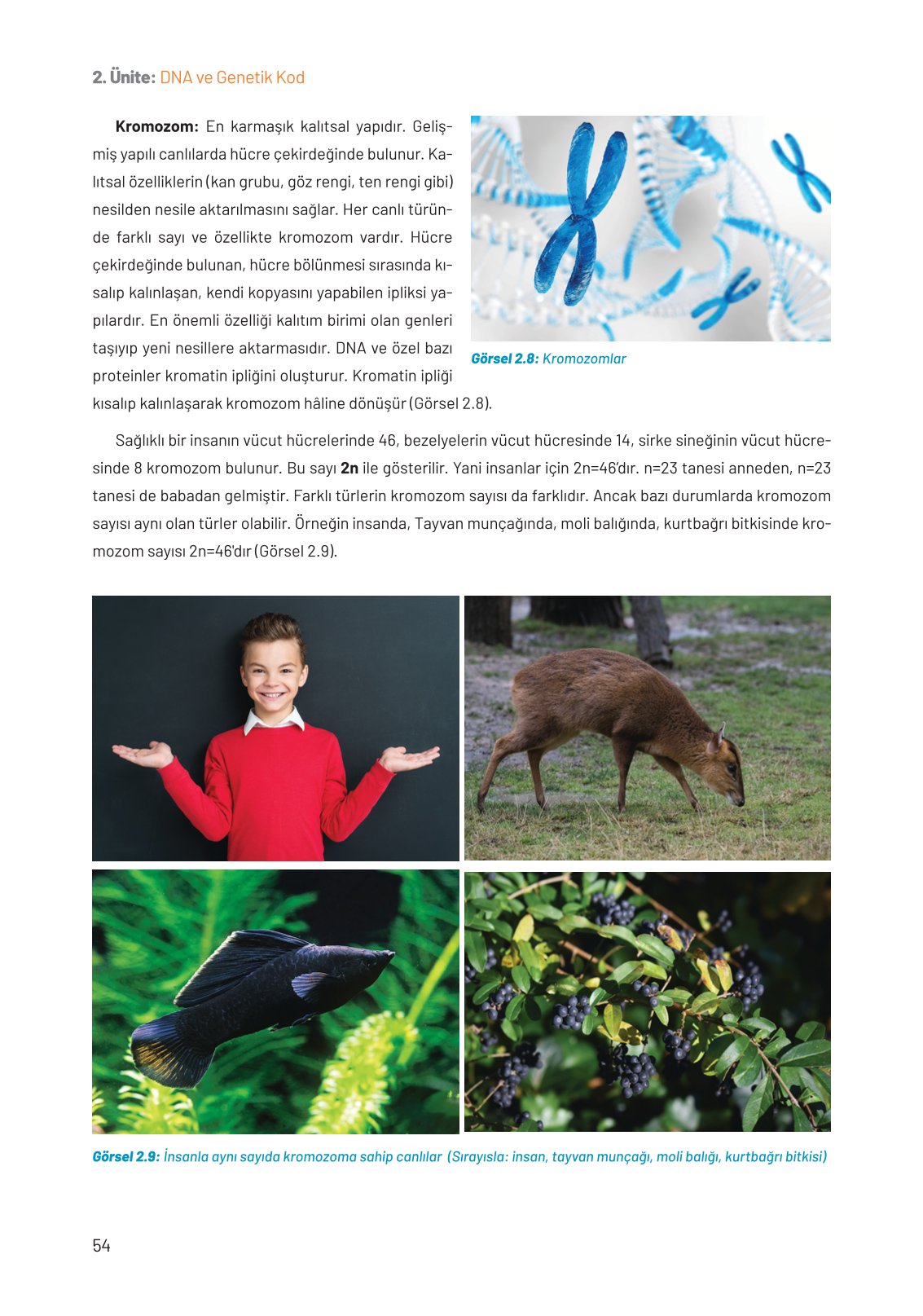 8. Sınıf Fen Bilimleri Ders Kitabı Hecce Yayınları Sayfa 54 Cevapları