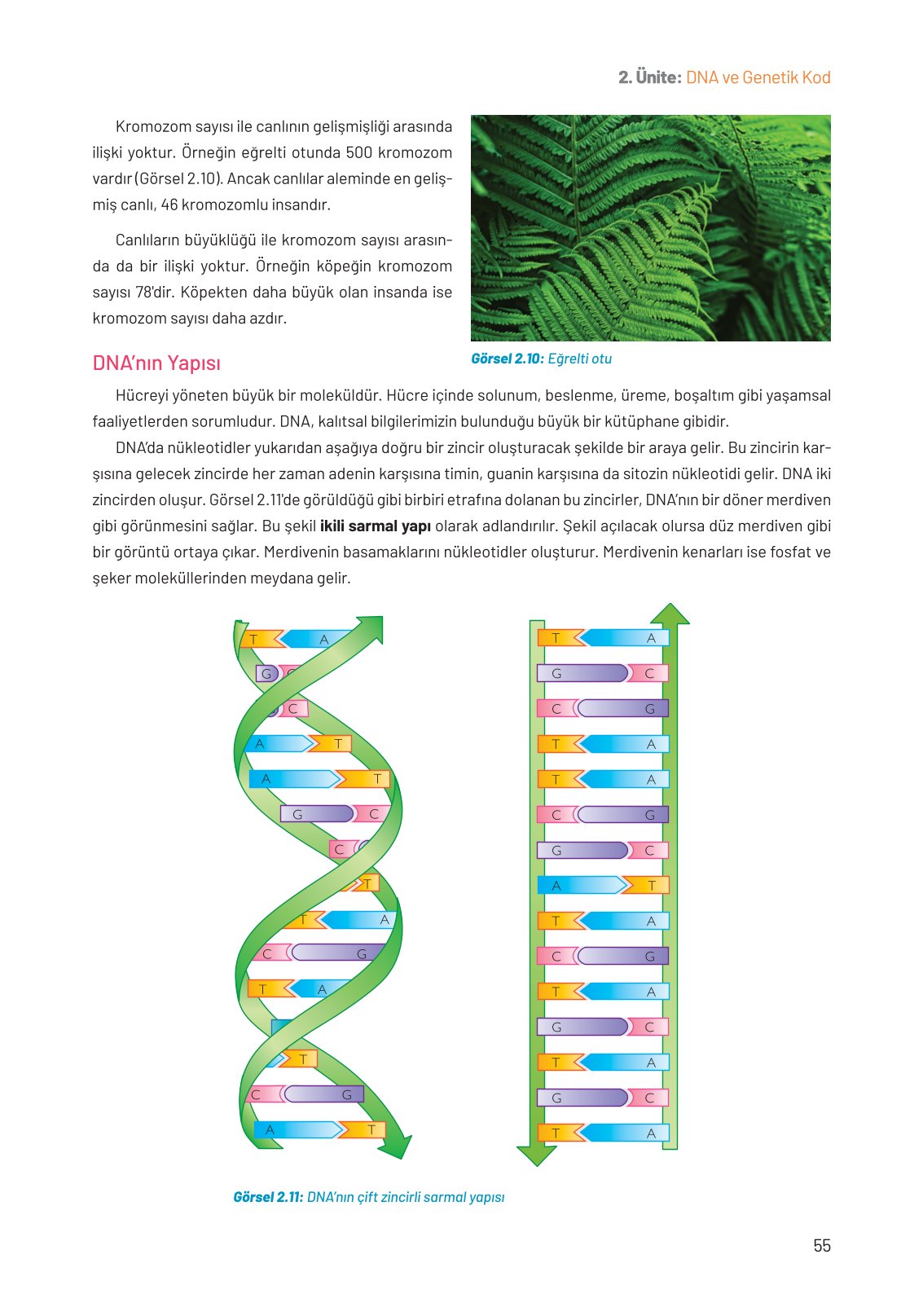 8. Sınıf Fen Bilimleri Ders Kitabı Hecce Yayınları Sayfa 55 Cevapları