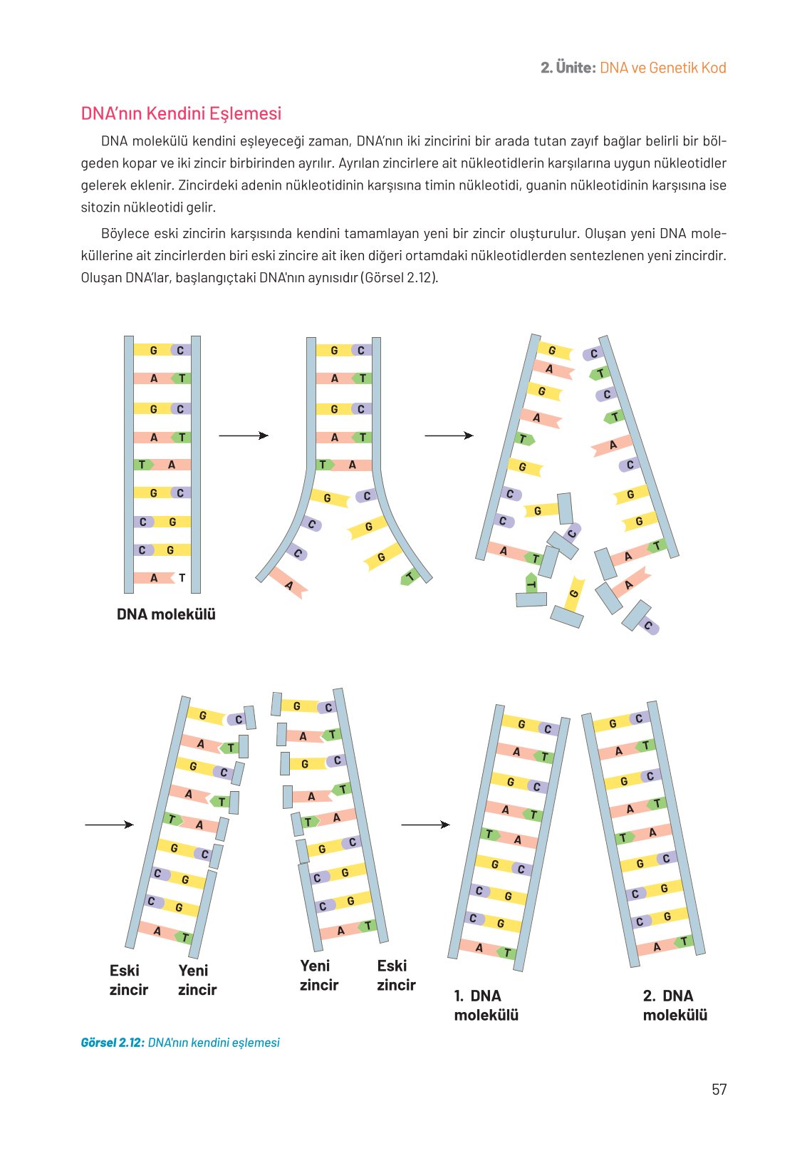8. Sınıf Fen Bilimleri Ders Kitabı Hecce Yayınları Sayfa 57 Cevapları
