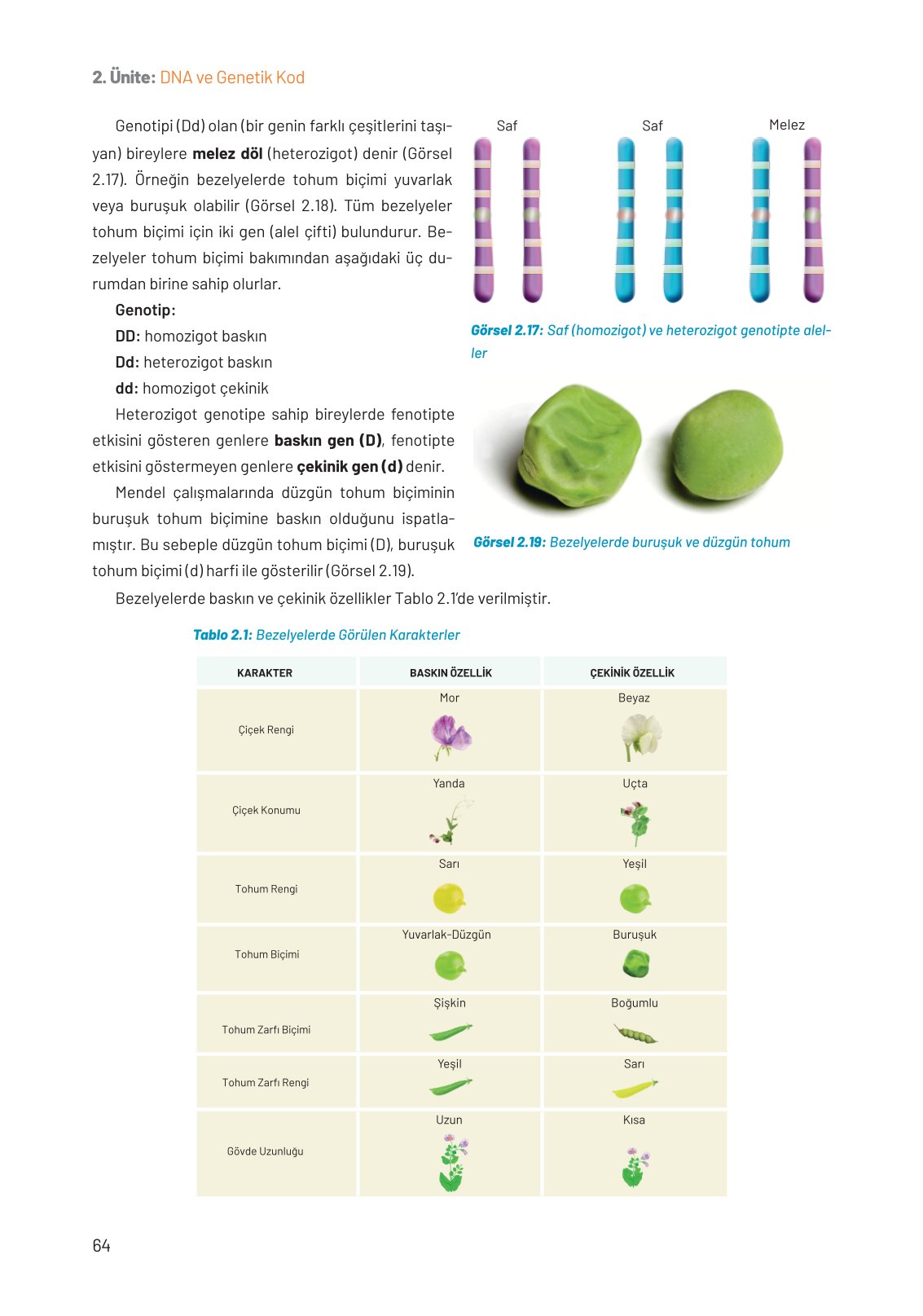 8. Sınıf Fen Bilimleri Ders Kitabı Hecce Yayınları Sayfa 64 Cevapları