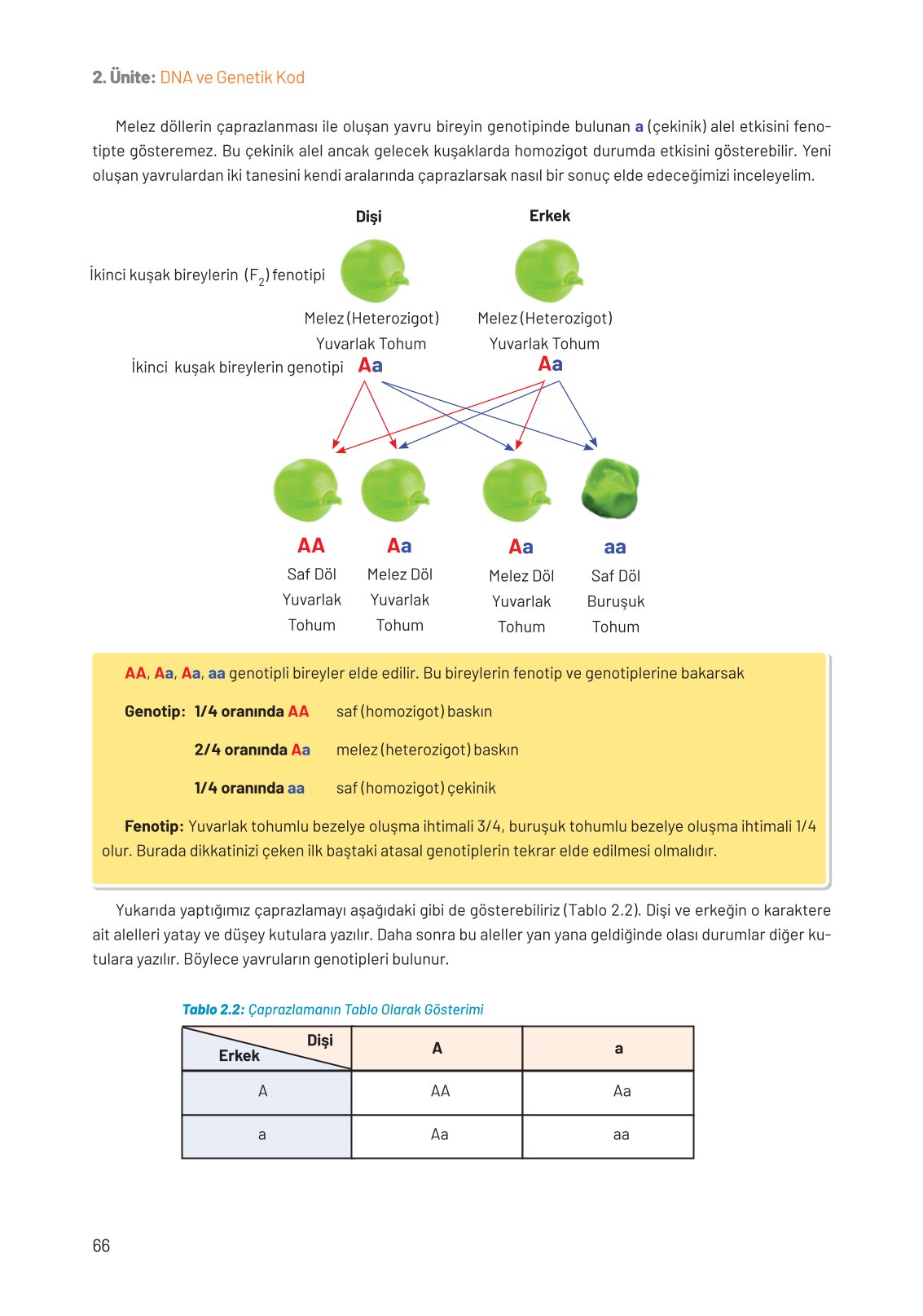 8. Sınıf Fen Bilimleri Ders Kitabı Hecce Yayınları Sayfa 66 Cevapları