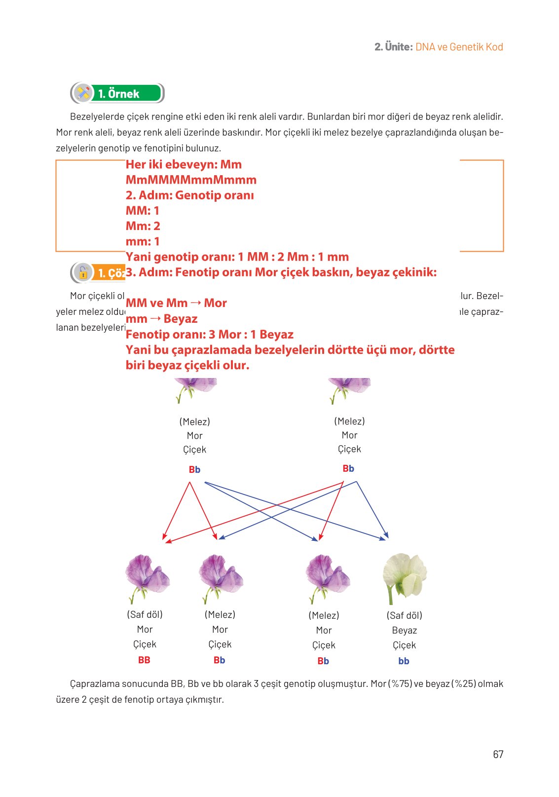 8. Sınıf Fen Bilimleri Ders Kitabı Hecce Yayınları Sayfa 67 Cevapları