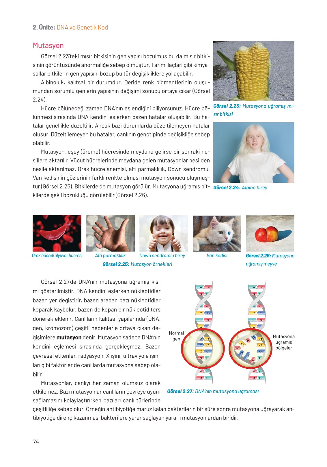 8. Sınıf Fen Bilimleri Ders Kitabı Hecce Yayınları Sayfa 74 Cevapları