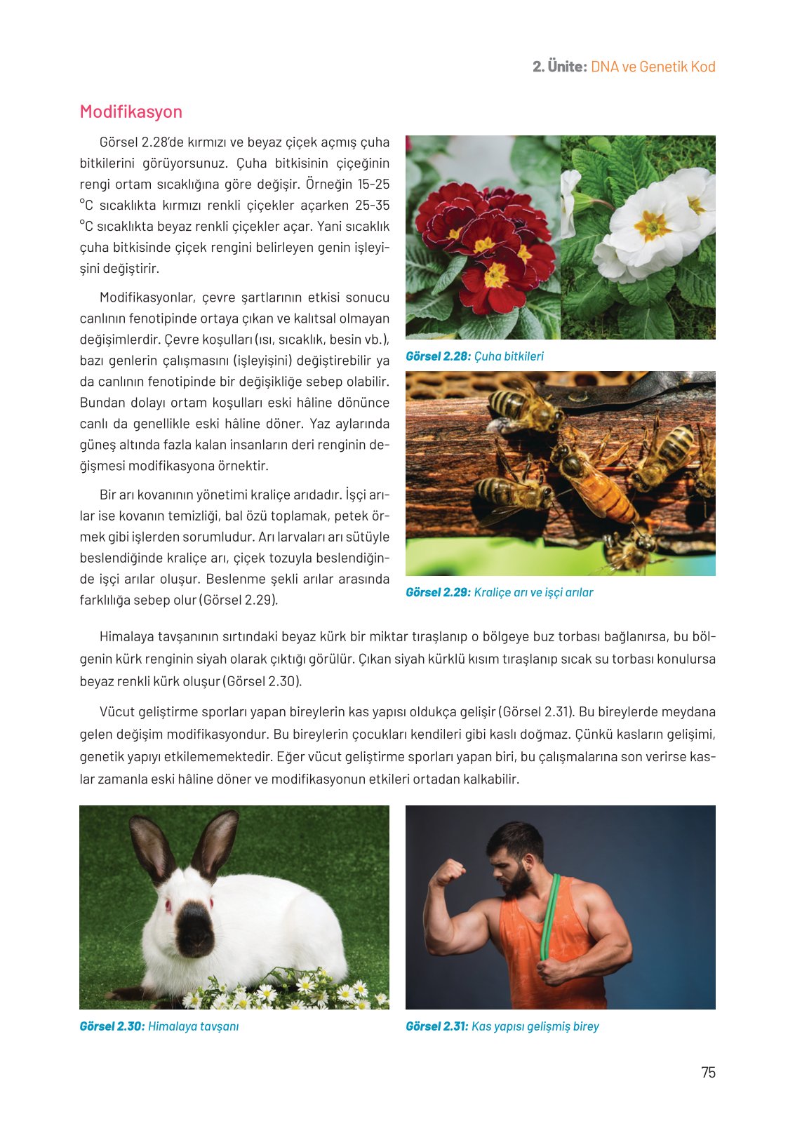 8. Sınıf Fen Bilimleri Ders Kitabı Hecce Yayınları Sayfa 75 Cevapları