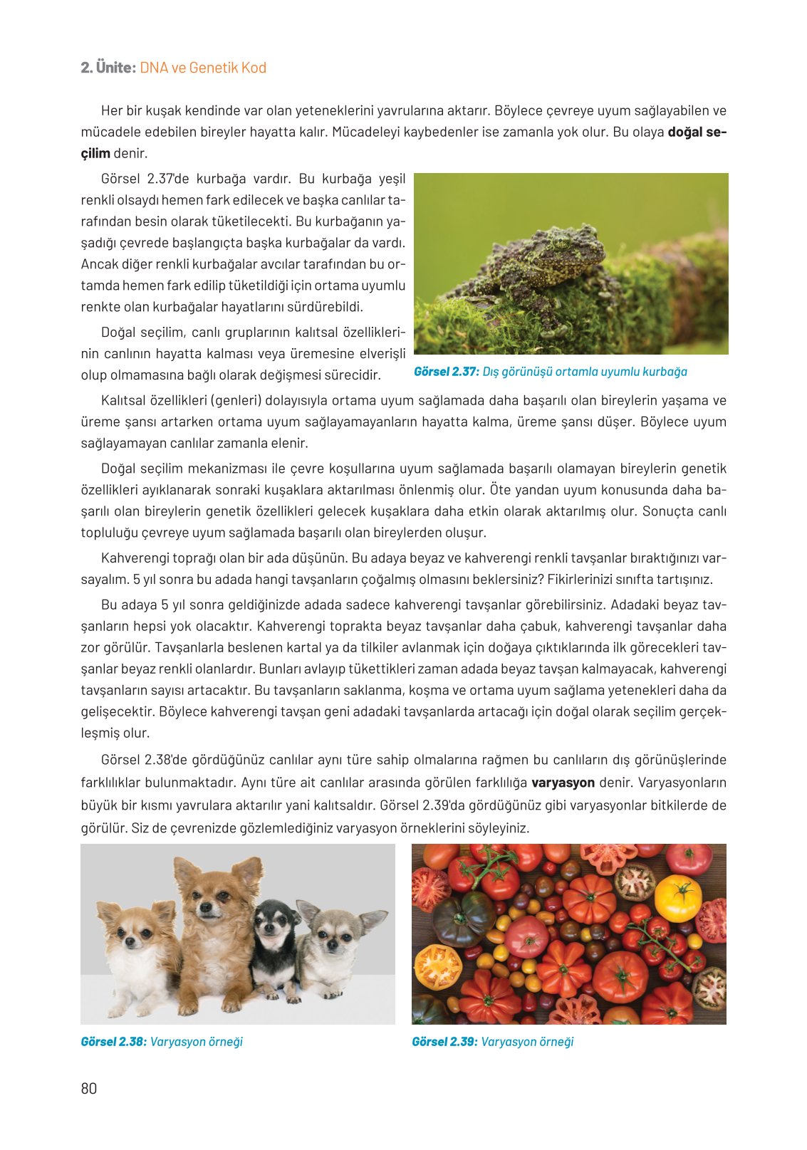 8. Sınıf Fen Bilimleri Ders Kitabı Hecce Yayınları Sayfa 80 Cevapları